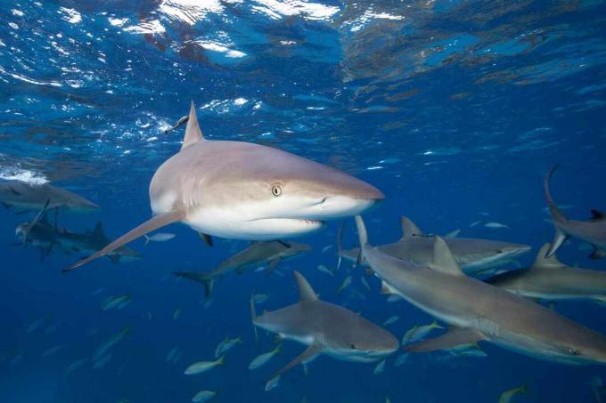 Karibų rifų rykliai (Carcharhinus perezi)