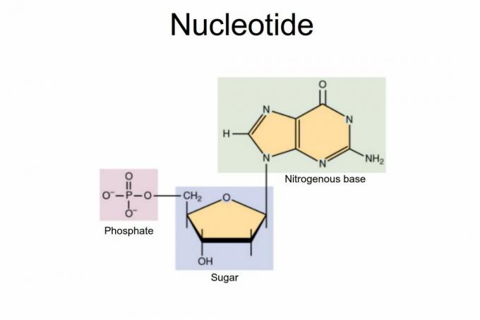 Nukleotidas