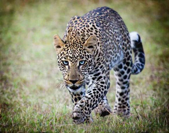 Taškinis leopardas vaikščioja žolėje.