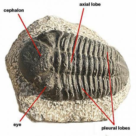 Trilobitai kaip fosilijos egzistuoja tik šiandien, praėjusio laikotarpio pabaigoje išnykę.