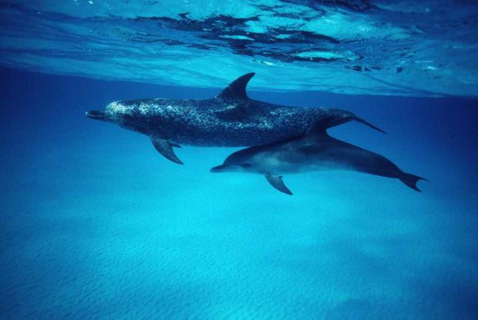 Atlanto dėmių delfinų (Stenella frontalis) motina ir veršelis