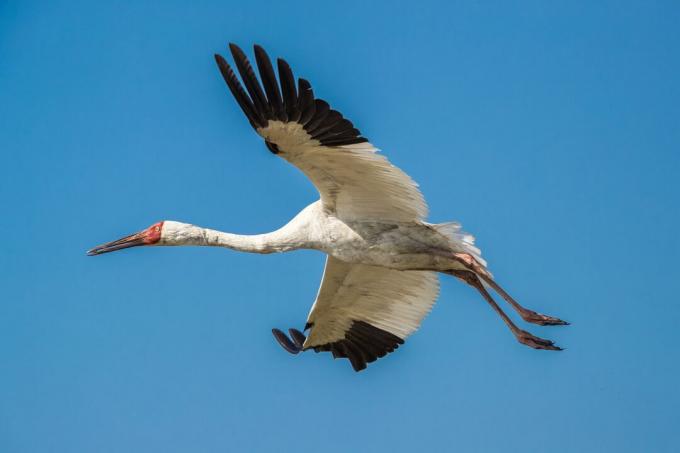 Sibiro kranas (Grus leucogeranus) skrendant