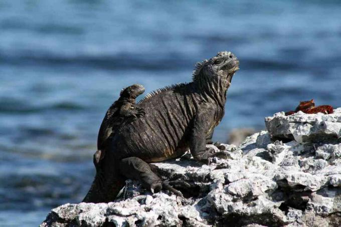 Suaugusi ir nepilnametė jūrinė iguana