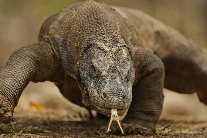 „Komodo Dragon Portrait“ vaizdas iš arti - Komodo sala, Indonezija