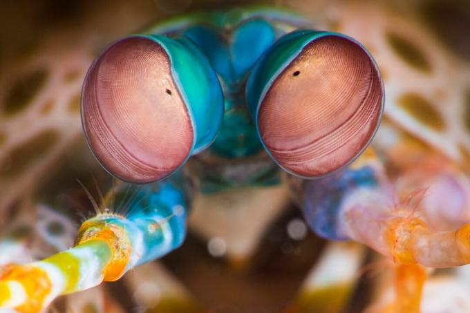 Povas Mantis krevetės (Odontodactylus scyllarus) akys