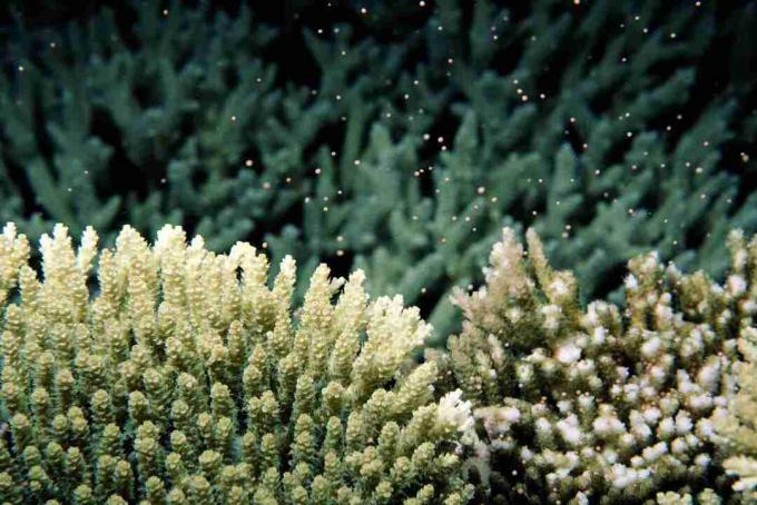 Mėnulio kontroliuojamas koralų nerštas (Acropora sp.), Vaizdas po vandeniu