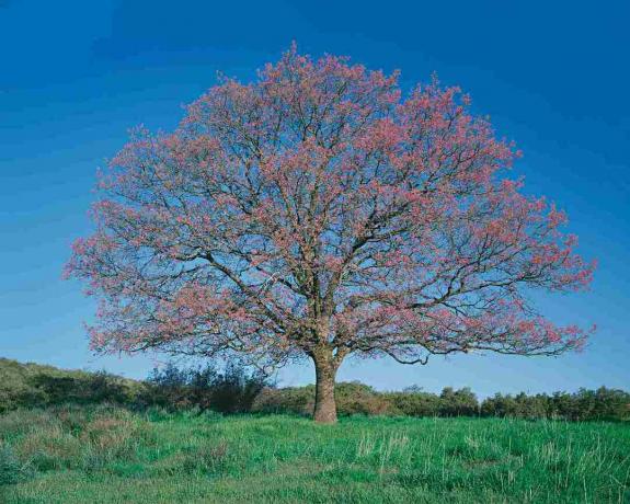 Juodasis ąžuolas (Quercus kelloggii) lauke, pavasaris
