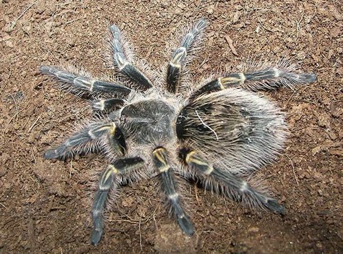 „Chaco“ auksinė kelio tarantula („Grammostola aureostriata“)