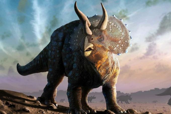 Triceratops dinozauras.