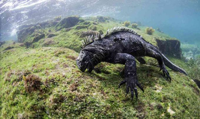 Patinų jūrų iguana, auginanti dumblius