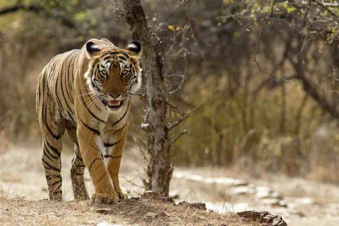 Bengalijos tigras Ranthambhore nacionaliniame parke Radžastane, Indijoje