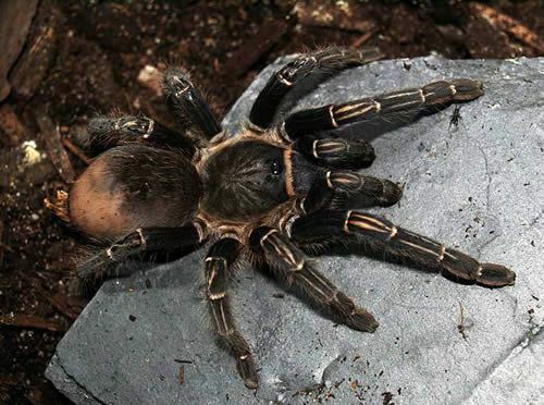 Kosta Rikos „Zebra Tarantula“ (Aphonopelma seemanni)