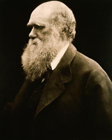 Charleso Darwino portretas, kurį sukūrė Julia Margaret Cameron