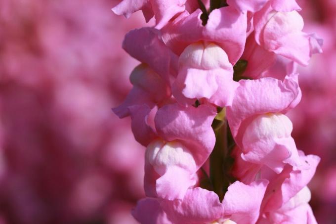 Rožiniai Snapdragonai