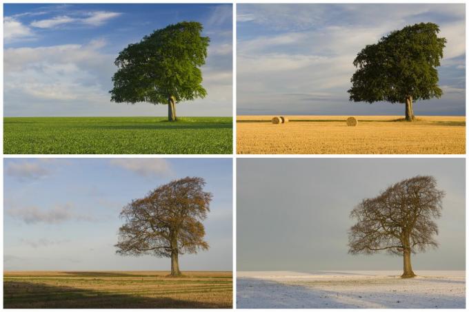 „Four Seasons“ medžio montažas